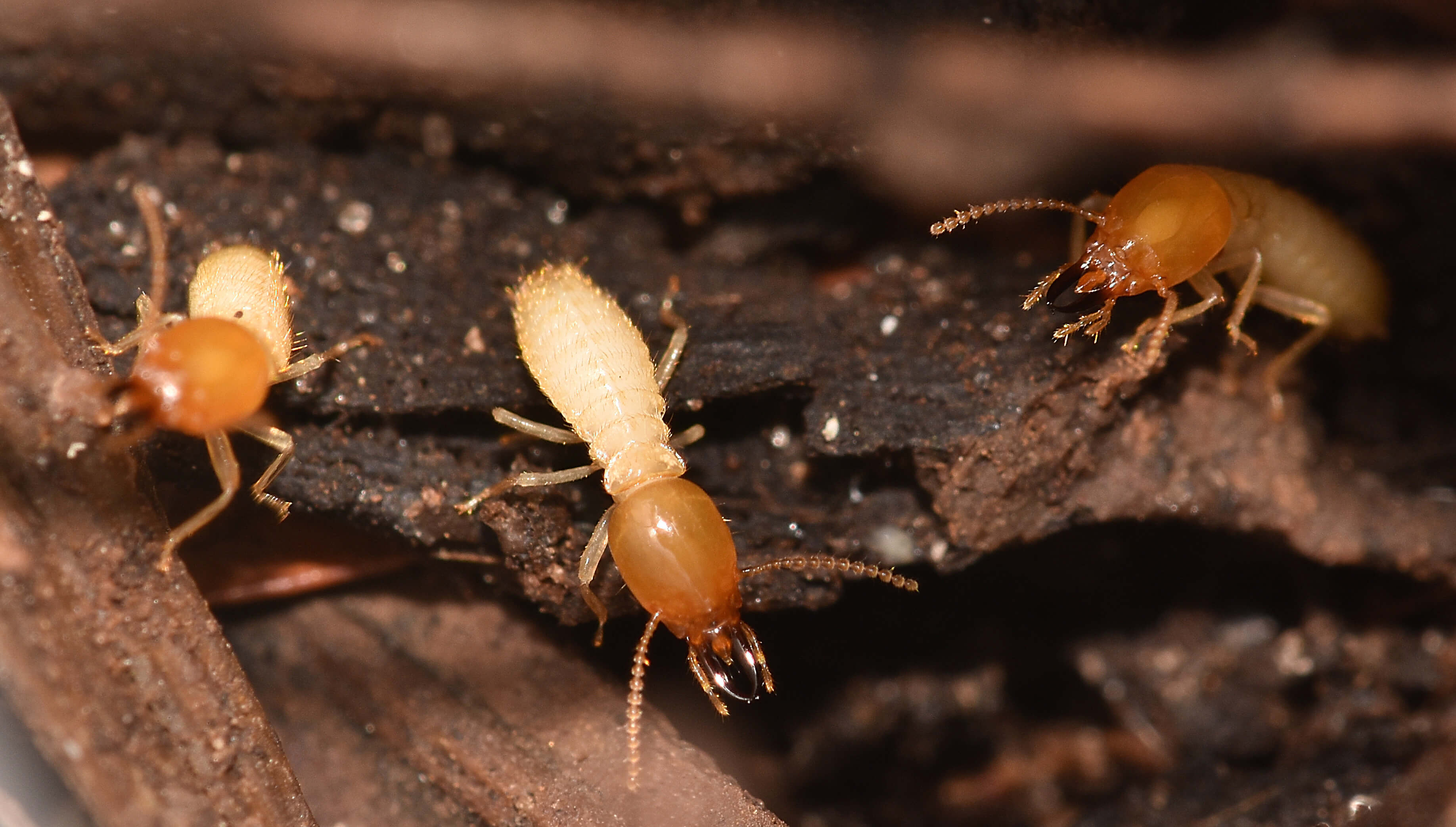 Protecting Your Timber Deck From Termites ‐ Final Touch